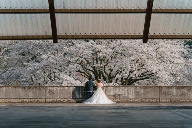 .
今年もたくさん満開の桜に囲まれながら撮影させていただきました🌸
来年の桜も今から待ち遠しいですね😊✨

@475photo 
#桜前撮り
#桜ウエディングフォト
#ateliercue
#weddingphotography 

ご依頼、質問お気軽にDMにてお待ちしてます！

_._._._._._._._._._._._._._._._._._._._._._._
 #前撮りカメラマン#前撮り依頼#プラコレ#結婚式カメラマン#結婚式#鳥取前撮り#島根前撮り#ファミリーフォト#家族写真#成人式カメラマン#カメラマン米子#米子写真#鳥取カメラマン#米子出張カメラマン#米子ロケーション撮影#鳥取ロケーションカメラマン#米子カメラマン#米子ウエディングフォト#ウエディングフォトグラファー#weddingphotographer#ウエディングアカウント#米子ウエディングカメラマン#米子前撮り#米子前撮りカメラマン