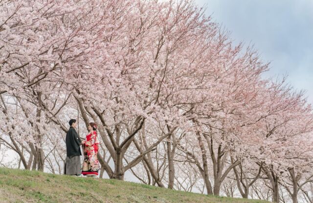 .
日本の象徴でもある"桜"と日本古来より受け継がれてきた伝統的な衣装の"和装"
とても素敵な組み合わせですよね😊
まずはご相談からお待ちしております！

@475photo 
#桜前撮り
#桜ウエディングフォト
#和装
#和装前撮り
#ateliercue
#weddingphotography 

ご依頼、質問お気軽にDMにてお待ちしてます！

_._._._._._._._._._._._._._._._._._._._._._._
 #前撮りカメラマン#前撮り依頼#プラコレ#結婚式カメラマン#結婚式#鳥取前撮り#島根前撮り#ファミリーフォト#家族写真#成人式カメラマン#カメラマン米子#米子写真#鳥取カメラマン#米子出張カメラマン#米子ロケーション撮影#鳥取ロケーションカメラマン#米子カメラマン#米子ウエディングフォト#ウエディングフォトグラファー#weddingphotographer#ウエディングアカウント#米子ウエディングカメラマン#米子前撮り#米子前撮りカメラマン